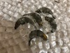 gamberi
